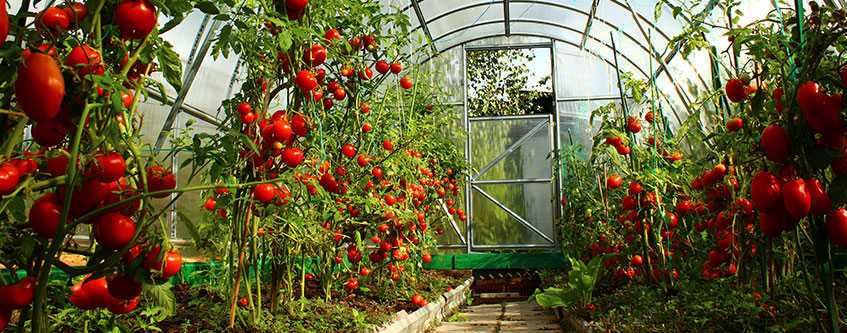 Теплица из сотового поликарбоната Green Garden